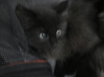 Domestic Short Hair Cats Available for Adoption in Ocala, Florida - ANGIE | PetCurious