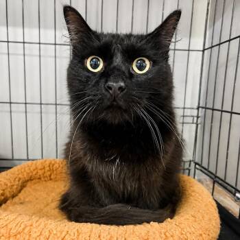 Clarissa -  Domestic Medium Hair Cat for Adoption in Webster, Texas - Clarissa | PetCurious