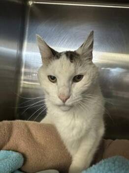 Molasses -  Domestic Short Hair Cat for Adoption in Manitowoc, Wisconsin - Molasses | PetCurious