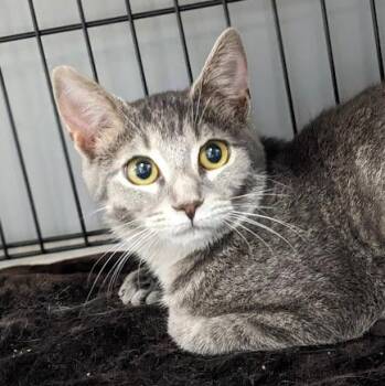 Rescue Tabby and Domestic Short Hair Cats for Adoption in Shippenville, Pennsylvania - Lotus | PetCurious