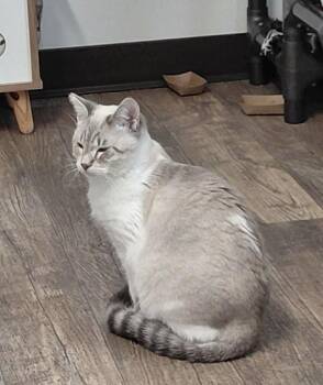 Domestic Short Hair Cats Available for Adoption in Mcminnville, Oregon - Lyndsey | PetCurious