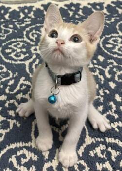 Bruiser -  American Shorthair Cat for Adoption in Maitland, Florida - Bruiser | PetCurious