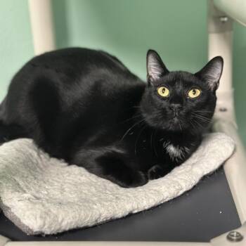 Rescue Domestic Short Hair Cats for Adoption in Port Richey, Florida - Angelica | PetCurious