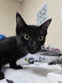 Haha -  Domestic Short Hair Cat for Adoption in Sherwood, Oregon - Haha | PetCurious