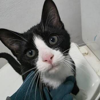 Beeper C12170 -  Domestic Short Hair Cat for Adoption - Beeper C12170 | PetCurious