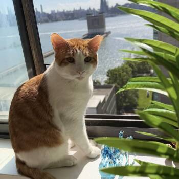 Mango -  Domestic Short Hair Cat for Adoption in Weehawken Township, New Jersey - Mango | PetCurious