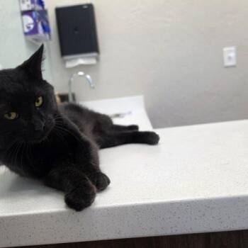 Shadow Moon -  Domestic Short Hair Cat for Adoption in Edmond, Oklahoma - Shadow Moon | PetCurious
