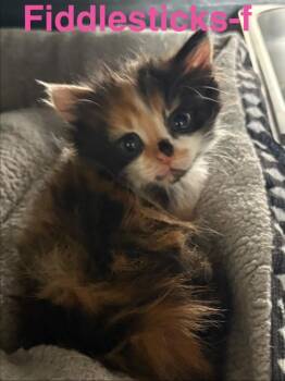 Calico and Domestic Long Hair Cats Available for Adoption in Brookhaven, Mississippi - Fiddlesticks 26 | PetCurious