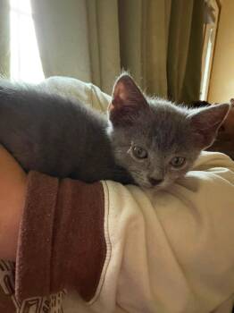 Emerald -  Domestic Short Hair Cat for Adoption in Cleveland, Ohio - Emerald | PetCurious