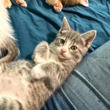 Domestic Short Hair Cats Available for Adoption in Silver Spring, Maryland - Lady Luck (Available 4/26) | PetCurious