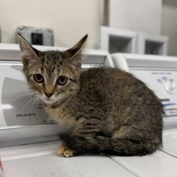 Fawn -  Domestic Short Hair Cat for Adoption in Buffalo, Minnesota - Fawn | PetCurious