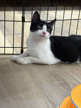Rescue Domestic Short Hair Cats for Adoption in Massapequa, New York - WALLY | PetCurious