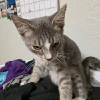 Domestic Short Hair Cats Available for Adoption - Leonard | PetCurious