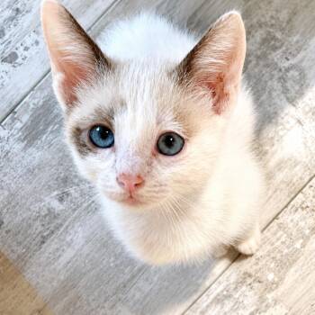 Denver -  Siamese Cat for Adoption in Houston, Texas - Denver | PetCurious