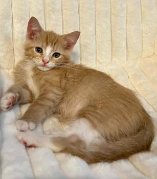 Brioche -  Domestic Short Hair Cat for Adoption in Saint Charles, Missouri - Brioche | PetCurious