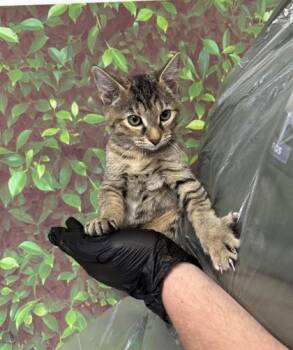 Rescue Domestic Short Hair Cats for Adoption in San Antonio, Texas - Glamour Shot | PetCurious