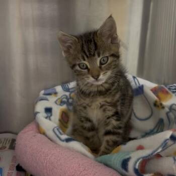 Domestic Short Hair Cats Available for Adoption in Naperville, Illinois - Zippy | PetCurious