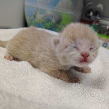 Domestic Short Hair Cats Available for Adoption - CSAS-Stray-764_3 | PetCurious