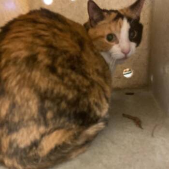 Domestic Short Hair Cats Available for Adoption in Memphis, Tennessee - Amara | PetCurious