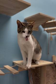 Domestic Short Hair Cats Available for Adoption - ILIA | PetCurious