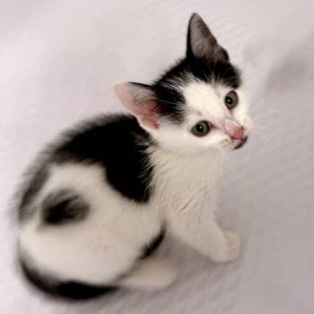Cookie Crumbl C11079 -  Domestic Medium Hair Cat for Adoption - Cookie Crumbl C11079 | PetCurious