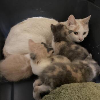Tie Dye -  Domestic Short Hair Cat for Adoption in Charlottesville, Virginia - Tie Dye | PetCurious