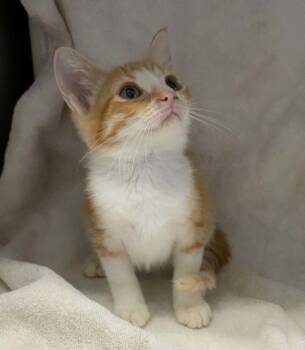 Don Henley - At shelter -  Domestic Short Hair Cat for Adoption in Rustburg, Virginia - Don Henley - At Shelter | PetCurious