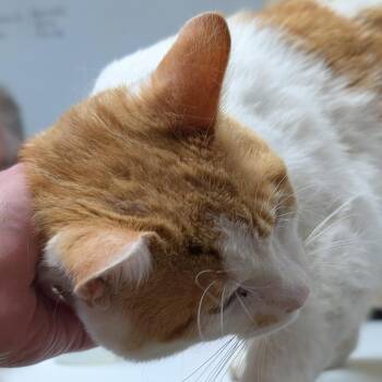 Domestic Short Hair Cats Available for Adoption - Ringo | PetCurious