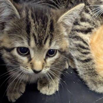 Biscuit -  Domestic Short Hair Cat for Adoption in Columbia, Missouri - Biscuit | PetCurious