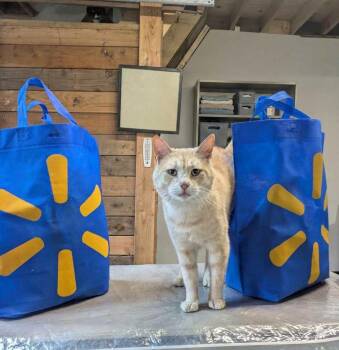 Domestic Short Hair Cats Available for Adoption in Montclair, New Jersey - Smee | PetCurious