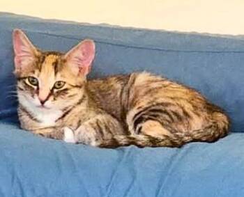 Stormy — A Shy Girl With a Heart Full of Love -  Dilute Tortoiseshell Cat for Adoption in Prescott, Arizona - Stormy — A Shy Girl With A Heart Full Of Love | PetCurious