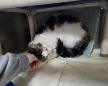 Domestic Short Hair Cats Available for Adoption in Westland, Michigan - Snowball | PetCurious