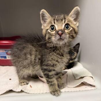 Bug -  Domestic Short Hair Cat for Adoption - Bug | PetCurious