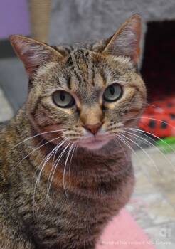 Domestic Short Hair Cats Available for Adoption - Shanghai | PetCurious