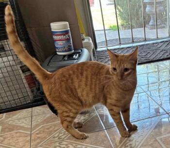 Edward -  Domestic Short Hair Cat Available for Adoption in Mission Viejo, California - Edward | PetCurious