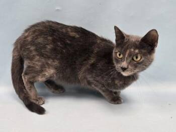 Nimbus -  Domestic Short Hair Cat for Adoption in Minneapolis, Minnesota - Nimbus | PetCurious
