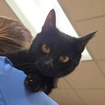 Juno 060422U -  Domestic Short Hair Cat for Adoption in Tupelo, Mississippi - Juno 060422U | PetCurious