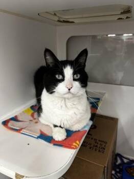 Domestic Long Hair and Domestic Short Hair Cats Available for Adoption in Westland, Michigan - Charleston | PetCurious