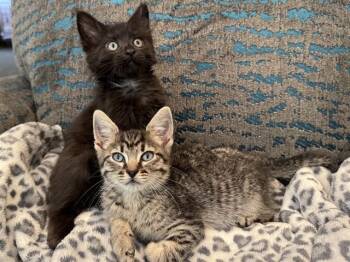 DR. ROBBY -  Domestic Short Hair Cat for Adoption in Colorado Springs, Colorado - DR. ROBBY | PetCurious