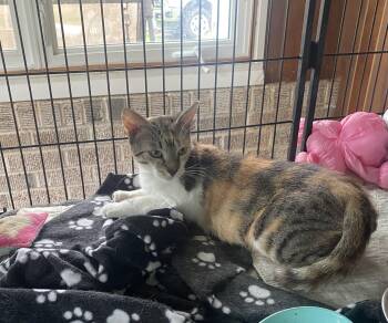 Seraphina -  Domestic Short Hair Cat for Adoption in Seven Valleys, Pennsylvania - Seraphina | PetCurious