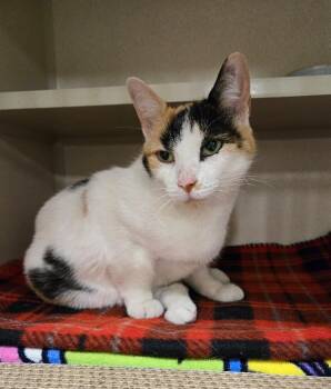 Calico Cats Available for Adoption in New Rochelle, New York - Muppet | PetCurious