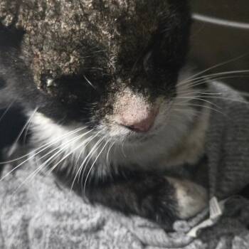 Fig -  Domestic Short Hair Cat for Adoption in Pasadena, California - Fig | PetCurious