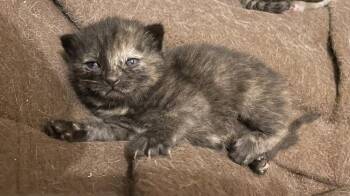 Primrose -  Domestic Short Hair Cat Available for Adoption in Evansville, Indiana - Primrose | PetCurious