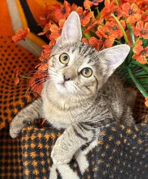 7/27/26 Dorothy -  Domestic Short Hair Cat for Adoption in Stillwater, Oklahoma - 7/27/26 Dorothy | PetCurious