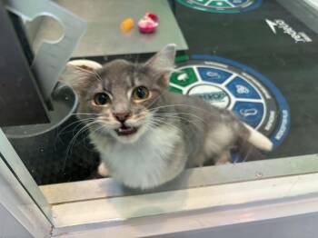 Mario -  Domestic Medium Hair Cat for Adoption in Barboursville, West Virginia - Mario | PetCurious