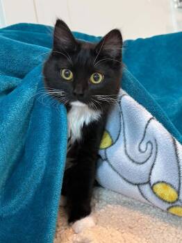 Onyx -  Domestic Short Hair Cat for Adoption in Vancouver, Washington - Onyx | PetCurious