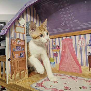Rescue Domestic Short Hair Cats for Adoption in Escondido, California - Pyro | PetCurious