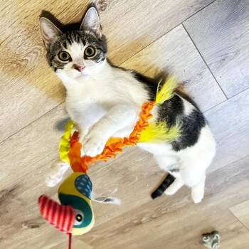 Genie -  Domestic Short Hair Cat for Adoption in Lincoln, Nebraska - Genie | PetCurious