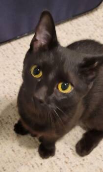 Roxy -  Domestic Short Hair Cat for Adoption in Duxbury, Massachusetts - Roxy | PetCurious