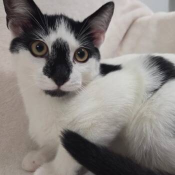 Mulder -  Domestic Short Hair Cat for Adoption in Brea, California - Mulder | PetCurious